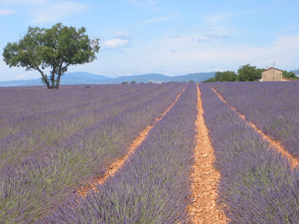 Plateau de Valensole , Alpes de Haute Provence , France . Champ de Lavandin Photo prise le 8 Juillet 2005. Aut : Jddmano